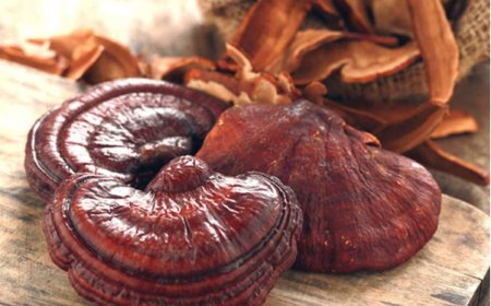 Tác dụng phụ khi sử dụng nấm linh chi, Những kiêng kỵ khi sử dụng nấm linh chi