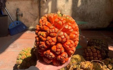 Tìm hiểu những tác dụng của cây dứa dại