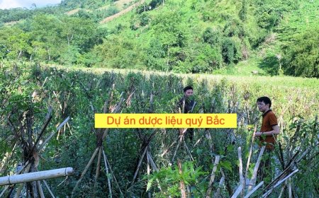 Thông báo lựa chọn đơn vị Chủ trì liên kết thực hiện Dự án đầu tư vùng trồng dược liệu quý (Lần 1)