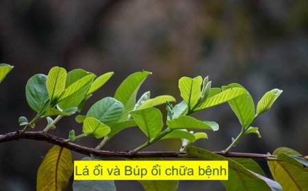 Cách dùng Lá ổi, Búp ổi, phan thạch lựu diệp chữa bệnh thường gặp hiệu quả