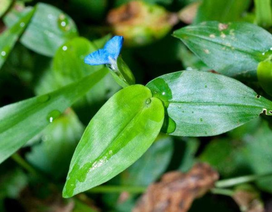 Loại rau trước chỉ là rau dại cho lợn ăn giờ 'lên đời' thành đặc sản, đóng túi bán với giá 70.000/kg