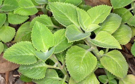 Chữa ho bằng Rau tần dày lá (Coleus amboinicus Lour, Coleur aromaticus Bebenth)