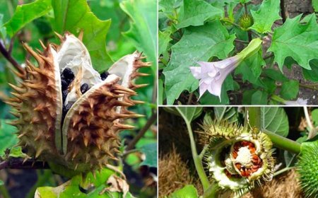 Dự thảo Thông tư ban hành Danh mục dược liệu độc làm thuốc