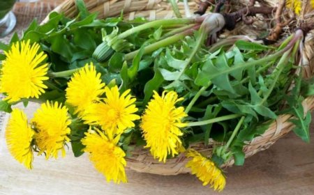 Loại trà hoa người Việt hay dùng có chất chống di căn ung thư (Cách nhận biết và mua đúng loại bồ công anh)