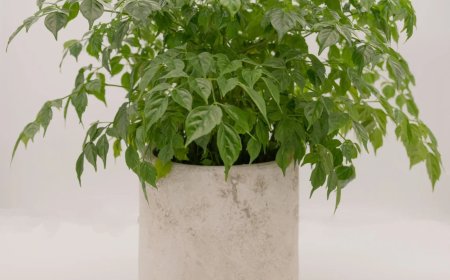 Trồng cây HẠNH PHÚC có ý nghĩa gì theo PHONG THỦY