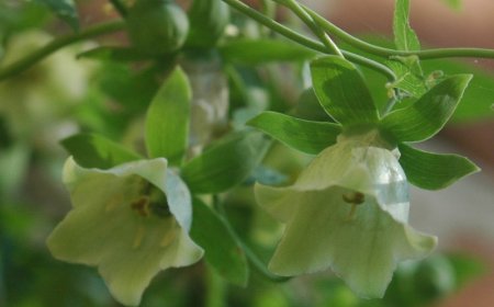 Cây Đảng sâm, phòng đảng sâm, lộ đảng sâm, xuyên đảng sâm và nhưng bài thuốc chữa bệnh thường gặp