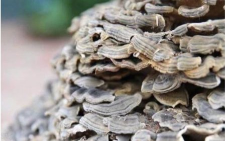 Đào được NẤM LINH CHI khổng lồ được trả 5 tỷ những lão nông dân không bán