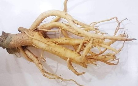 5 tác hại đến sức khoẻ khi uống rượu củ cây Đinh Lăng