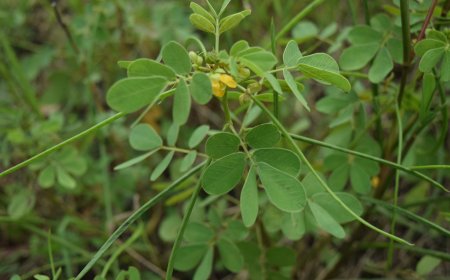 5 bài thuốc chữa bệnh về mắt(Dược liệu chủ trị dùng Thảo Quyết Minh)