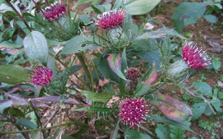 Nhân giống cây dược liệu Bạch truật bằng bằng công nghệ nuôi cấy mô (In vivo bạch truật)