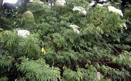 Cây Cơm cháy, Thiết đả, Sóc dịch, Thuốc mọi  (Sambucus javanica Reinw. ex Blume)