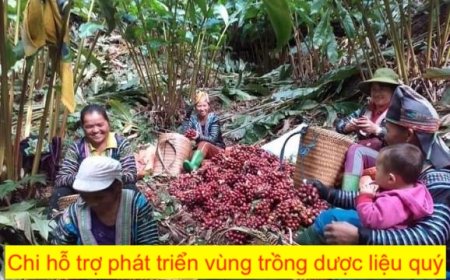 Chi hỗ trợ phát triển vùng trồng dược liệu quý (Dự án 3) thuộc Chương trình mục tiêu quốc gia phát triển kinh tế xã hội vùng đồng bào dân tộc thiểu số và miền núi