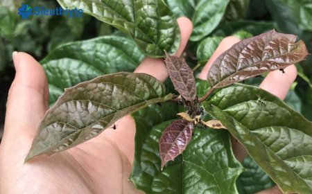 Cần Lưu ý tác dụng phụ khi dùng cây Xạ Đen