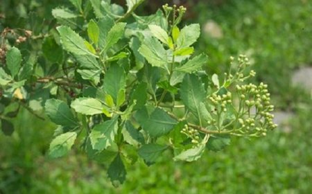 Tác dụng chữa bệnh của cây Cúc Tần (Cây cúc tần, cây từ bi, nan luật, cây lức,  lức ấn)