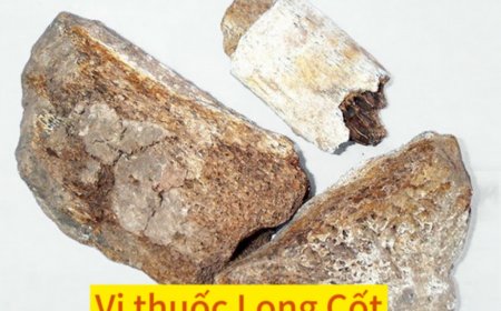 Vị thuốc Long Cốt là gì, Long cốt có tác dụng gì?