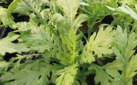 CẢI CÚC (Cúc tần ô, Chrysanthemum coronarium L, Glebionis coronaria)