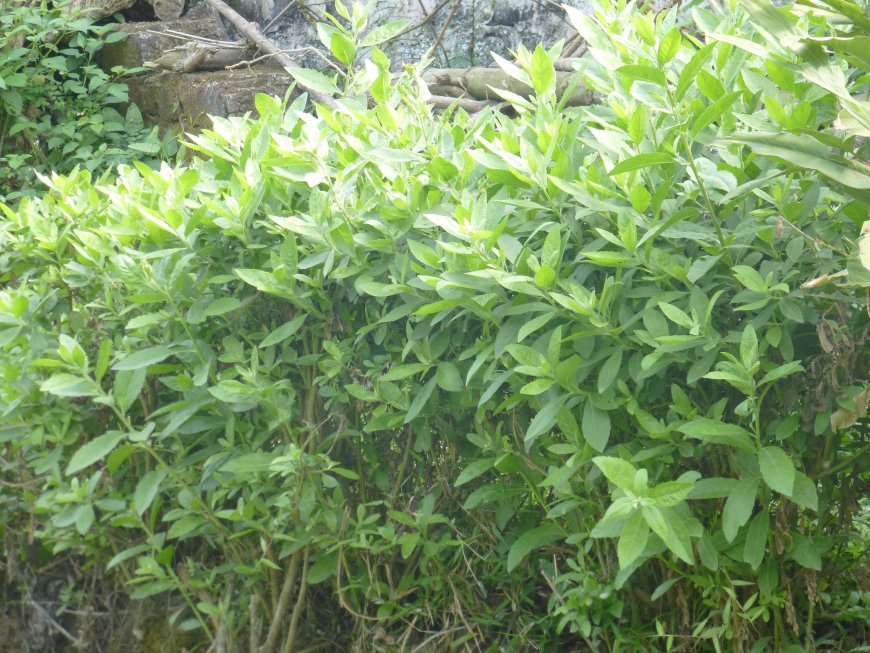 Tác dụng chữa bệnh của cây Cúc Tần (Cây cúc tần, cây từ bi, nan luật, cây lức,  lức ấn)