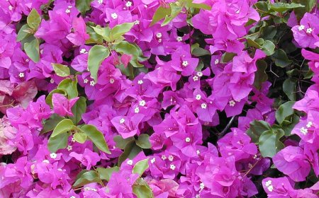 Tìm hiểu thông tin ý nghĩa của Cây Hoa giấy, Bông giấy có những lợi ích gì khi trồng