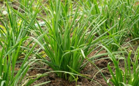 NGHIÊN CỨU THÀNH PHẦN HOÁ HỌC VÀ HOẠT TÍNH KHÁNG VI SINH VẬT CỦA HẸ (ALLIUM TUBEROSUM)