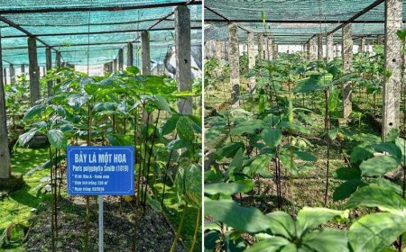 Đã có 13 trên 21 tỉnh thành đã triển khai phát triển vùng trồng dược liệu quý