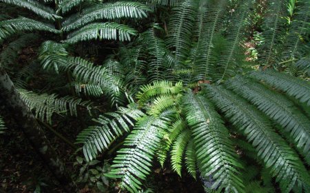 Cây Móng ngựa, Móng trâu gân dày [Angiopteris confertinervia Ching]
