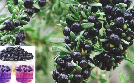 Vị thuốc trường thọ, loại quả của sắc đẹp mang tên Hắc Kỳ Tử