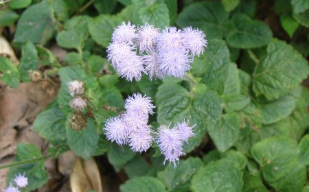 Cây cứt lợn còn gọi là cây hoa ngũ vị, cây bù xít, thắng hồng kế, cỏ hôi, cỏ thúi địt (Tên khoa học Ageratum conyzoides)