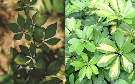 Ngũ gia bì cây thuốc nam còn là cây rất có Ý nghĩa trong phong thủy khi dùng cây để bài trí trong không gian sống