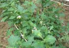 Tổng quan cây Cà gai dây, Cà quýnh, Cà quạnh, Gai cườm (Solanum procumbens Lour, Solanum hainanense)