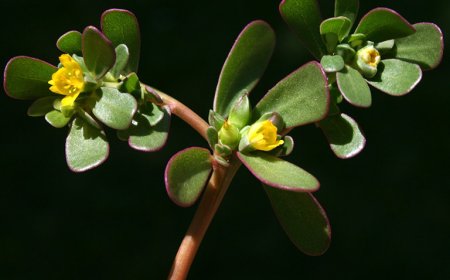 Những cây thuốc của Tổ chức Y tế thế giới ghi cây rau sam dùng chữa được các bệnh thấp khớp, phụ khoa, giảm đau, lợi tiểu, trợ tim, trị sốt cao, giun kim, kích thích tiết mật.