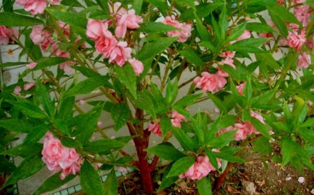 Cây Bông móng tay, Nắc nẻ, Móng tay lồi, Phượng tiên hoa, Cấp tính tử (Impatiens balsamina L) 