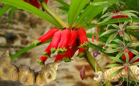 Hoàng tinh, Hoàng tinh hoa đỏ, Cây cơm nếp, Cứu hoang thảo, Mễ phủ (Polygonatum cyrtonemua, Polygonatum sibiricum, Polygonatum kingianum)