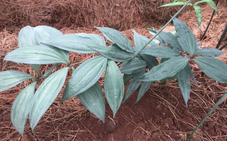 Cây Hoàng tinh hoa đỏ, Hoàng tinh lá mọc vòng, Củ cơm nếp (Polygonatum kingianum Coll. et Hemsl.)