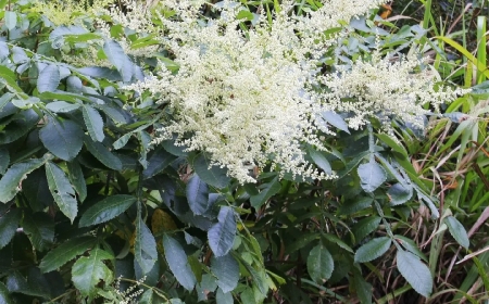 Cây Muối, Ngũ bội tử (Rhus Chinensis Mill, Rhus javanica L., Rhus semialata Murr.)
