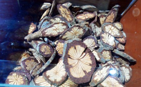 Cây cỏ máu, Kê huyết đằng, Huyết đằng (Sargentodoxaceae, Sargentodoxaceae Stapf ex Hutch)