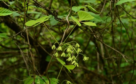 Huyết đằng, Đại huyết đằng, Hồng đằng (Tên khoa học Sargentodoxa cuneata (Oliv.) Rehd. et Wils. (Holboellia cuneata Oliv.)