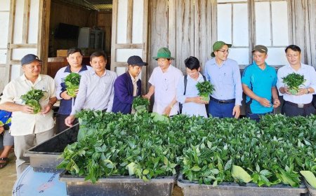 Trung tâm Phát triển sâm Ngọc Linh và dược liệu Quảng Nam: Lưu vườn 14.000 cây giống sâm một năm tuổi