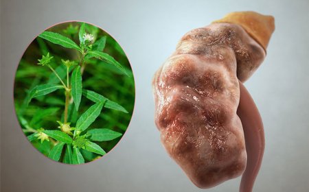 Chia sẻ thông tin dùng thuốc nam: Uống cỏ mực chữa suy thận, người đàn ông suýt mất mạng