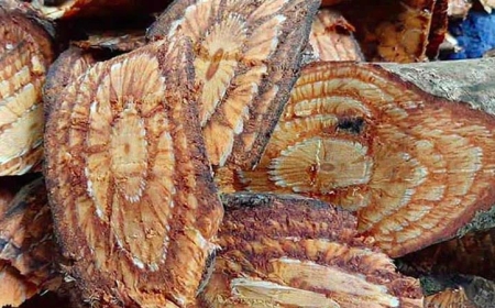 Bài thuốc từ cây dây gắm chữa bệnh xương khớp (Cây dây gắm, vương tôn, dây gắm lót, cây gắm, dây mấu, dây sót. Tên khoa học :Gnetum montanum)