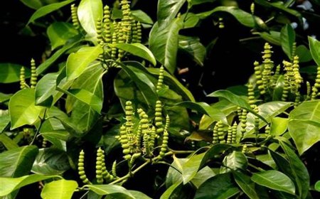 Dây gắm, dây sót, dây mấu gắm núi: Chữa lở sơn, Hỗ trợ chữa phong thấp, Chữa đau nhức gân xương