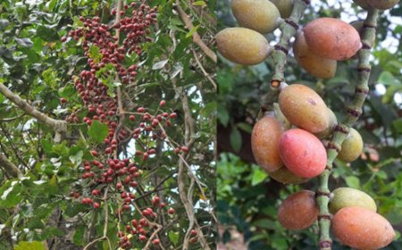 Dây gắm, Vương tôn, Dây gắm lót, Cây gắm, Dây mấu, Dây sót (Gnetum montanum)