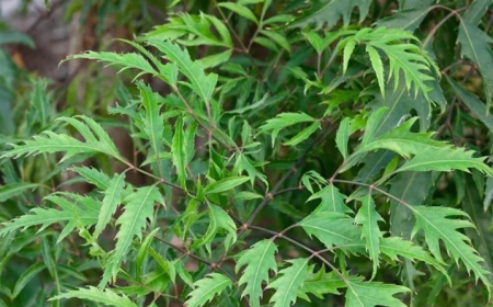 Cây đinh lăng chữa bệnh: Chữa mệt mỏi, Thông tia sữa, căng vú sữa, Chữa sưng đau cơ khớp, Chữa đau lưng mỏi gối, Chữa liệt dương, Chữa viêm gan, Chữa thiếu máu