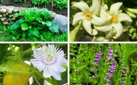 297 cây thuốc, vị thuốc nam được sử dụng nhiều nhất hiện nay