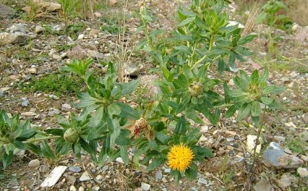 Vị thuốc Hồng Hoa chữa bệnh: Giúp hoạt huyết, dưỡng huyết, làm sáng da, chữa nám da, Chữa tóc rụng, kích thích tóc mọc, Cải thiện chức năng gan, làm đẹp da mặt, chữa sạm da, àm đẹp da và tóc