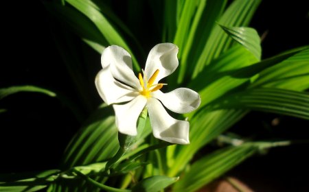 Sâm đại hành, Phong nhạn, hành lào, tỏi đỏ, tỏi lào, sâm cau (Eleutherine bulbosa (Mill.) Urb, Eleutherine subaphylla Gagnep)