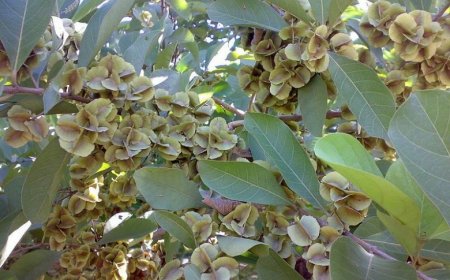 Trâm bầu, săng kê, chưng bầu, tim bầu, song re có tên khoa học là Combretum qualrangulare