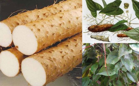 Hoài Sơn, sơn dược, khoai mài, củ mài, chính hoài (Dioscorea persimilis Prain et Burk. (Dioscorea oppositifolia Lour.).)