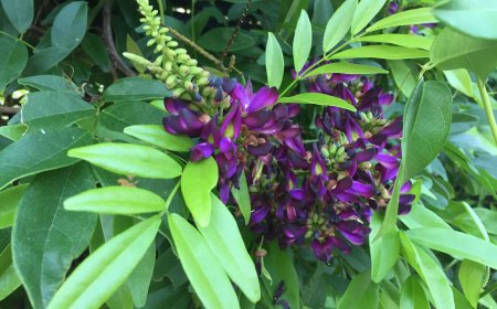 CÁC HỢP CHẤT FLAVONOID TỪ CÂY KÊ HUYẾT ĐẰNG (MILLETIA RETICULATA) Ở VIỆT NAM