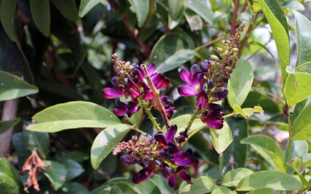 Cây thảo dược Việt Nam cây Kê Huyết Đằng, Cây Máu Gà (Milletia Reticulata Benth)