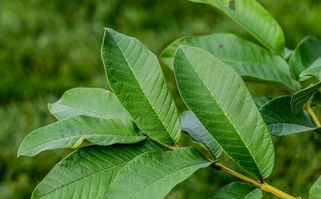 Lá ổi (Psidium guajava) những tác dụng quý ít người biết